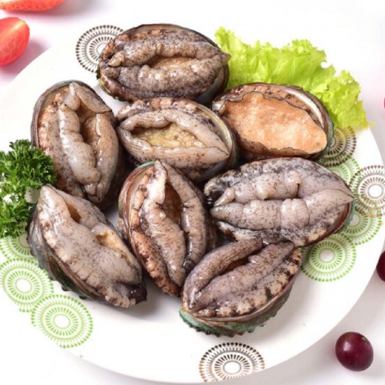 Bào ngư viền đen sống vừa đánh bắt